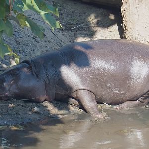 Western pygmy hippopotamus (Choeropsis liberiensis liberiensis), 2021-09-03