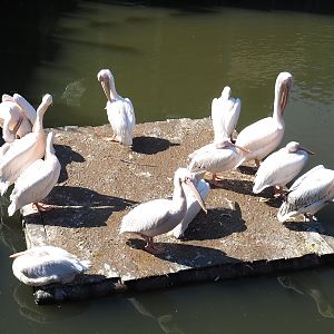 Great white pelicans on floating platform (Pelecanus onocrotalus), 2021-09-03