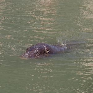 Swimming Western pygmy hippopotamus (Choeropsis liberiensis liberiensis), 2021-09-03