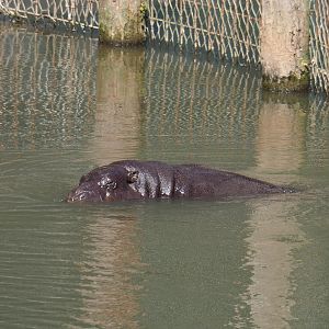 Swimming Western pygmy hippopotamus (Choeropsis liberiensis liberiensis), 2021-09-03