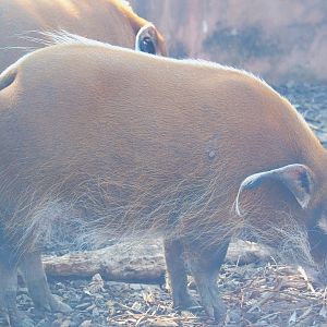 Red river hog (Potamochoerus porcus), 2021-09-03