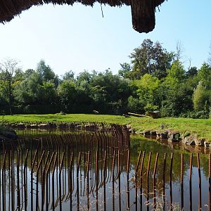 Spotted hyena exhibit, 2021-09-03