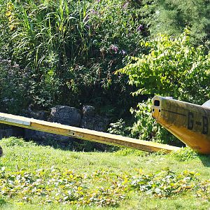Small plain wreck theming and Spotted hyena (Crocuta crocuta), 2021-09-03