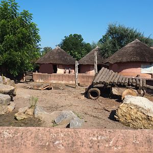 Red river hog paddock in the African village, 2021-09-03