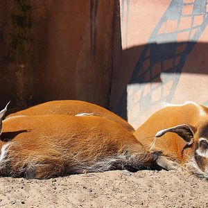 Red river hog (Potamochoerus porcus), 2021-09-03