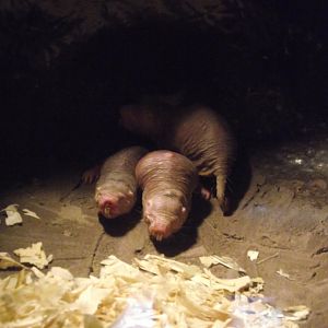 Naked Mole-Rats - Zooparc de Beauval - 11/2017