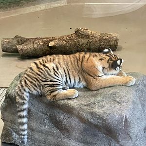 Mila, Baby Amur Tiger