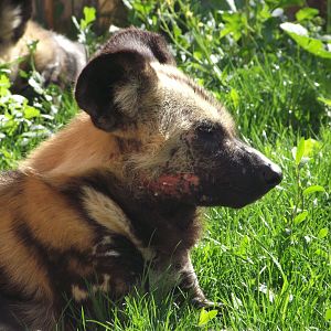 African Wild Dog - Zooparc de Beauval - 05/2017
