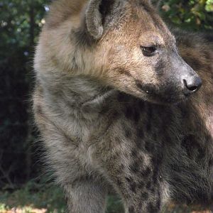 Spotted Hyaena - Zooparc de Beauval - 10/2020