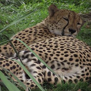 Cheetah - Zooparc de Beauval - 08/2020