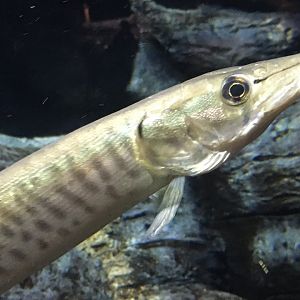 Muskellunge (Esox masquinongy)