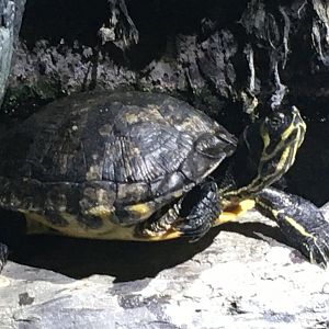 Yellow-Bellied Slider (Trachemys scripta scripta)
