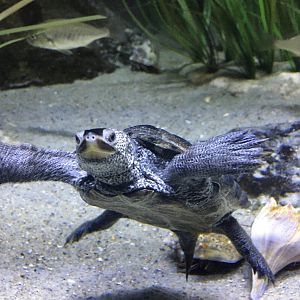 Diamondback Terrapin (Malaclemys terrapin)