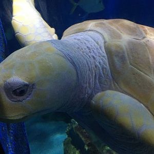 Nimbus the white Loggerhead Sea Turtle