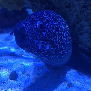 Reticulate Moray (Muraena retifera)