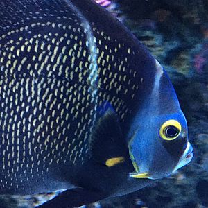 French Angelfish (Pomacanthus paru)