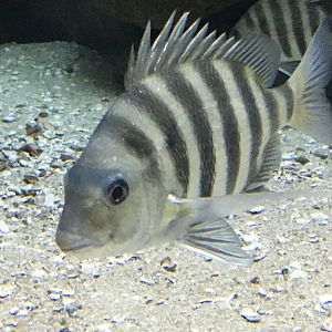 Sheepshead (Archosargus probatocephalus)