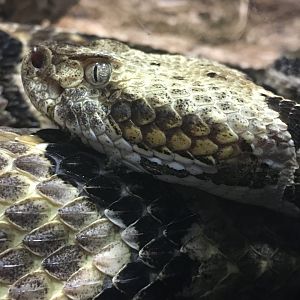 Timber Rattlesnake (Crotalus horridus)