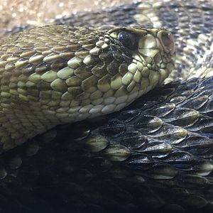 Eastern Diamondback Rattlesnake (Crotalus adamanteus)