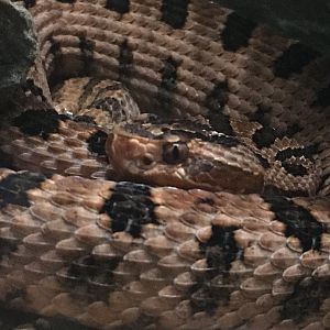 Carolina Pygmy Rattlesnake (Sistrurus miliarius miliarius)