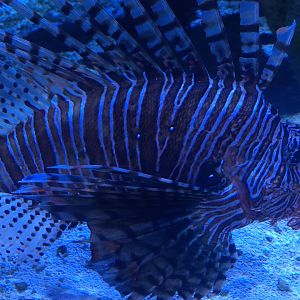 Red Lionfish (Pterois volitans)