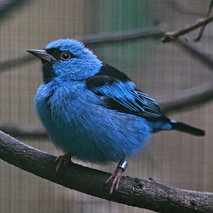 Blue dacnis (Dacnis cayana), male - Paradieshalle