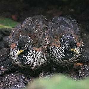 Barred buttonquail (Turnix suscitator) - Paradieshalle