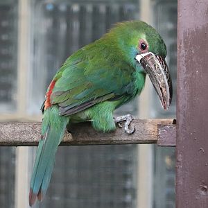 Crimson-rumped toucanet (Aulacorhynchus haematopygus)