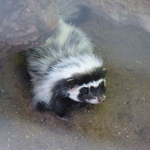 Saharan striped polecat (Ictonyx libycus)