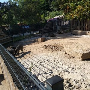 Second Visayan Warty Pig Enclosure