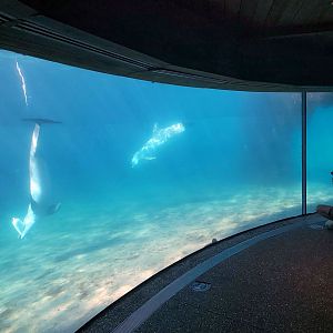 May. 2021 - Dolphin Cove - Underwater Viewing