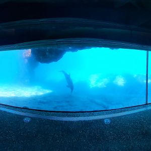 May. 2021 - Dolphin Cove - Underwater Viewing Panorama