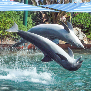 May. 2021 - Dolphin Cove - Demonstration