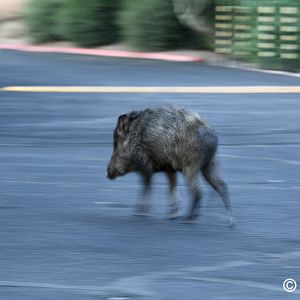 javelina