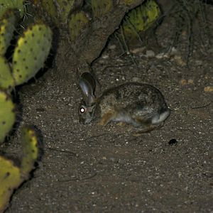 desert cottontail