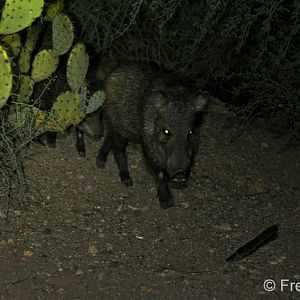 javelinas