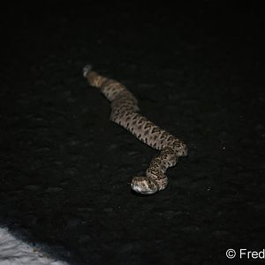 baby western diamondback