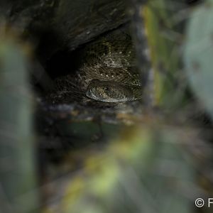 western diamondback in prickly pear