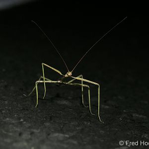 stick insect (species uncertain)