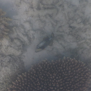 Titan Triggerfish Juvenile
