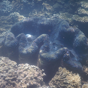 Giant Clam