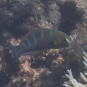 Tail-Spot Wrasse