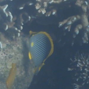Blackback Butterflyfish