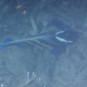 Cleaning Station - Sixbar Angelfish and Bluestreak Cleaner Wrasse