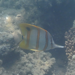 Copperband Butterflyfish