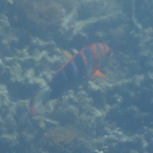 Harlequin Tuskfish