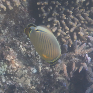 Oval Butterflyfish