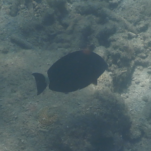 Ringtail Surgeonfish Juvenile