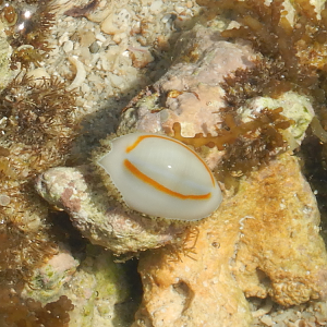 Ring Top Cowrie