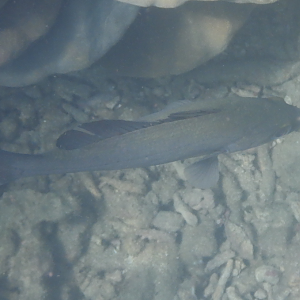 Black Sand Bass (Psammoperca datnioides)